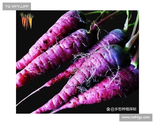 五种晶歌胡萝卜的营养价值与健康益处深度解析 五种晶歌胡萝卜的营养价值与健康益处深度解析